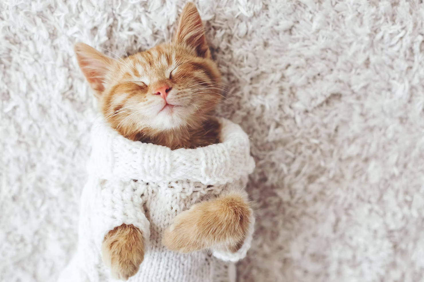 Is Hypochlorous Acid Safe for Cats? Here’s the Real Deal