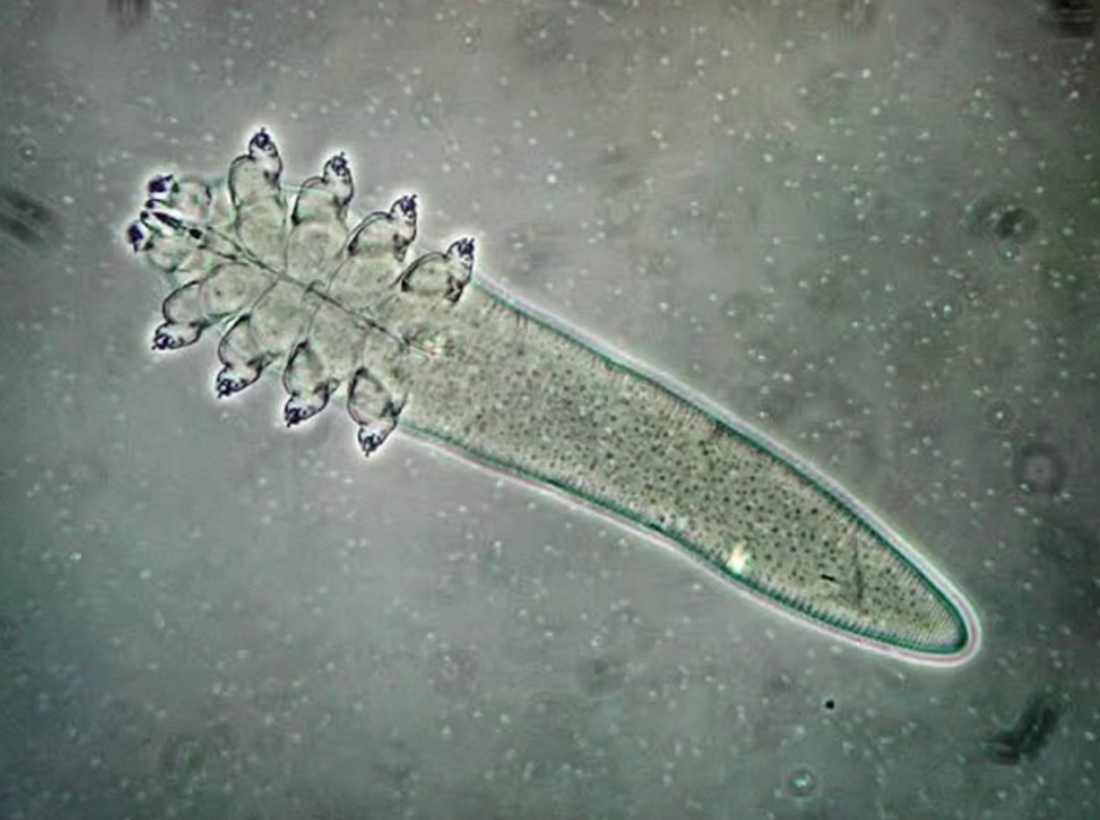Does hypochlorous acid kill demodex?