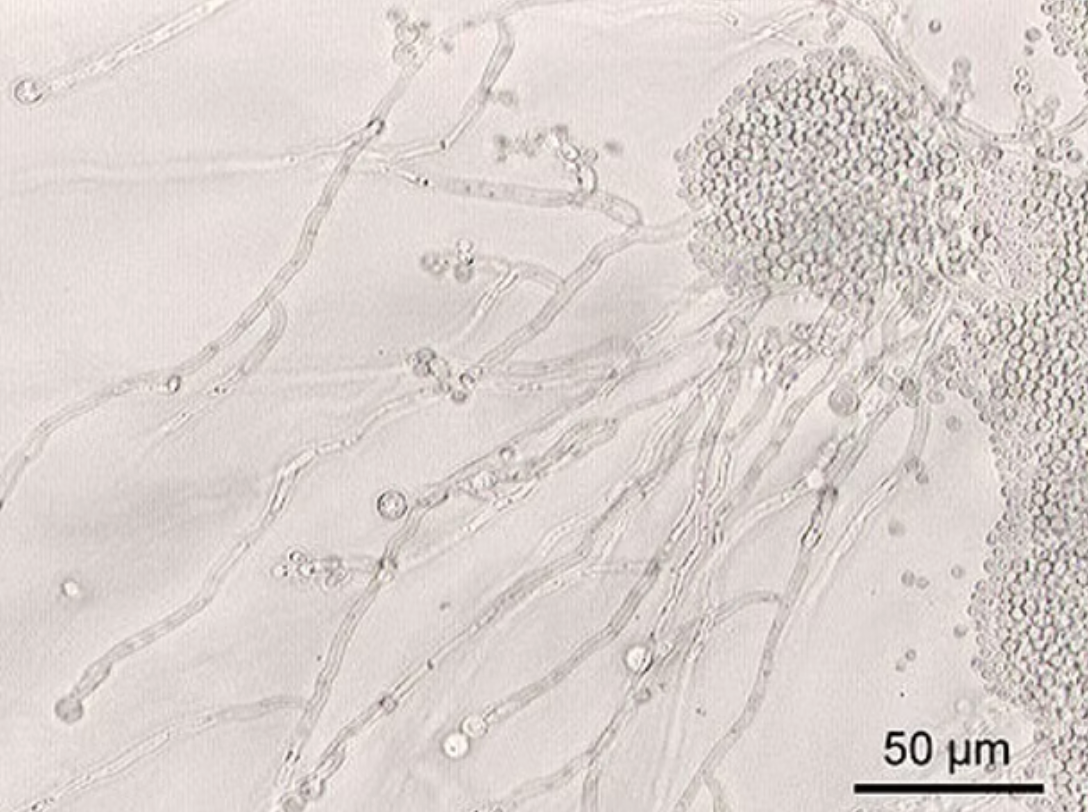 Does hypochlorous acid kill Candida?