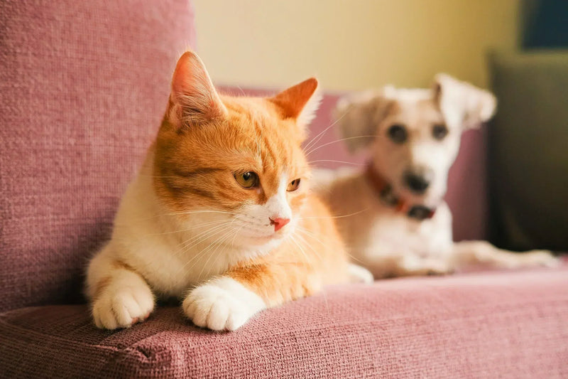 Is Hypochlorous Acid Spray Safe for Pets?