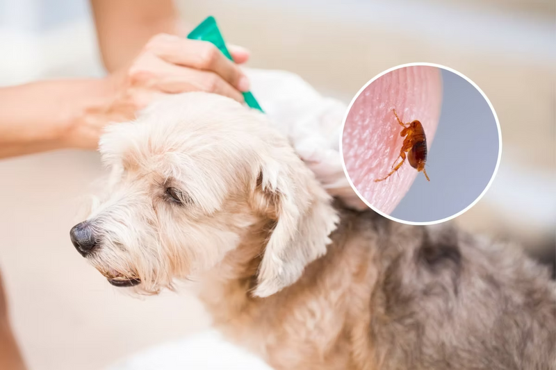 Does Hypochlorous Acid Kill Fleas?
