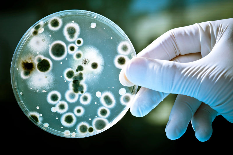anti-bacterial