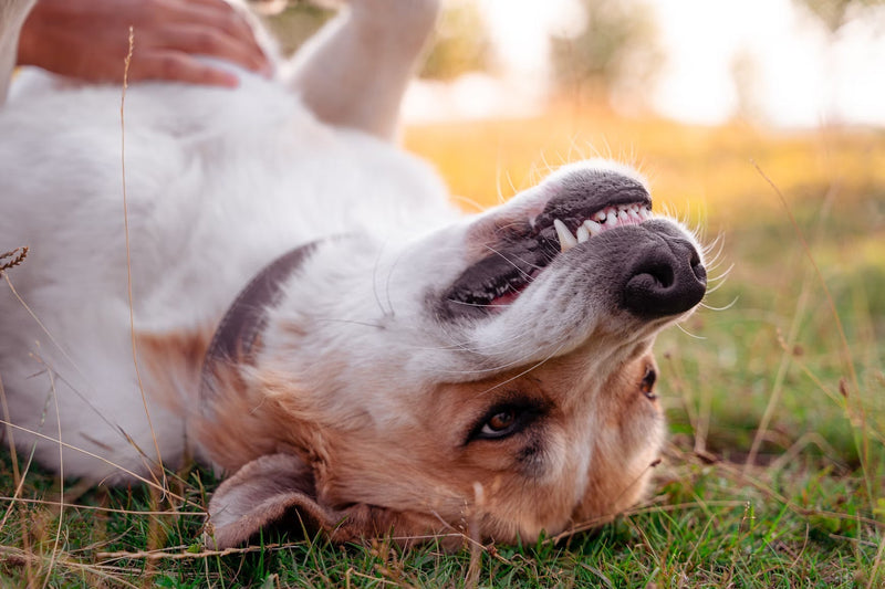 Will HOCl Spray Remove Plaque from Dog Teeth?