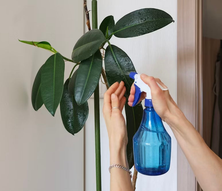 Can You Spray Hypochlorous Acid on Plants?