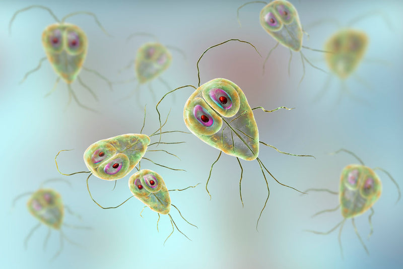 Is Hypochlorous Acid Spray Good for Killing Giardia?